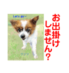 赤いりぼんの輪を広げたいワン①（個別スタンプ：5）