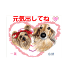 赤いりぼんの輪を広げたいワン①（個別スタンプ：7）
