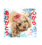 赤いりぼんの輪を広げたいワン①（個別スタンプ：9）
