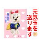 赤いりぼんの輪を広げたいワン①（個別スタンプ：10）