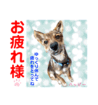 赤いりぼんの輪を広げたいワン①（個別スタンプ：13）