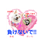 赤いりぼんの輪を広げたいワン①（個別スタンプ：14）