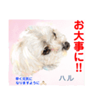 赤いりぼんの輪を広げたいワン①（個別スタンプ：15）