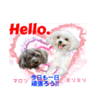 赤いりぼんの輪を広げたいワン①（個別スタンプ：18）