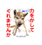 赤いりぼんの輪を広げたいワン①（個別スタンプ：19）