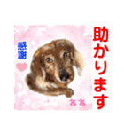 赤いりぼんの輪を広げたいワン①（個別スタンプ：21）