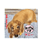 赤いりぼんの輪を広げたいワン①（個別スタンプ：26）