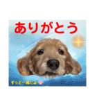 赤いりぼんの輪を広げたいワン①（個別スタンプ：27）