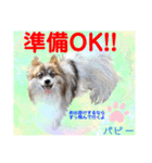 赤いりぼんの輪を広げたいワン①（個別スタンプ：30）