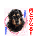 赤いりぼんの輪を広げたいワン ⑦（個別スタンプ：1）