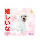 赤いりぼんの輪を広げたいワン ⑦（個別スタンプ：7）