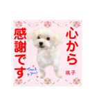 赤いりぼんの輪を広げたいワン ⑦（個別スタンプ：9）