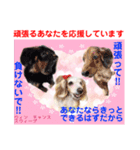 赤いりぼんの輪を広げたいワン ⑦（個別スタンプ：10）