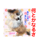 赤いりぼんの輪を広げたいワン ⑦（個別スタンプ：15）