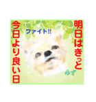 赤いりぼんの輪を広げたいワン ⑦（個別スタンプ：20）