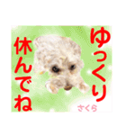 赤いりぼんの輪を広げたいワン ⑦（個別スタンプ：23）
