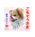 赤いりぼんの輪を広げたいワン ⑦（個別スタンプ：24）