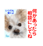 赤いりぼんの輪を広げたいワン ⑦（個別スタンプ：25）