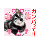 赤いりぼんの輪を広げたいワン ⑦（個別スタンプ：32）