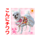 赤いりぼんの輪を広げたいワン⑨（個別スタンプ：14）