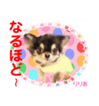 赤いりぼんの輪を広げたいワン⑨（個別スタンプ：16）