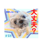 赤いりぼんの輪を広げたいワン⑨（個別スタンプ：18）