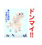 赤いりぼんの輪を広げたいワン⑨（個別スタンプ：23）