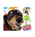 赤いりぼんの輪を広げたいワン⑨（個別スタンプ：24）