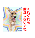 赤いりぼんの輪を広げたいワン⑨（個別スタンプ：31）