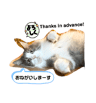 ノルウェージャンフォレストキャット 猫（個別スタンプ：1）