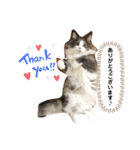 ノルウェージャンフォレストキャット 猫（個別スタンプ：2）