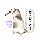 ノルウェージャンフォレストキャット 猫（個別スタンプ：3）