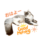 ノルウェージャンフォレストキャット 猫（個別スタンプ：6）