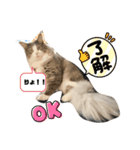 ノルウェージャンフォレストキャット 猫（個別スタンプ：7）