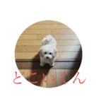 ぽったんの日常（個別スタンプ：24）