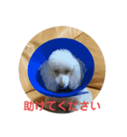 ぽったんの日常（個別スタンプ：27）