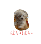 ぽったんの日常（個別スタンプ：37）
