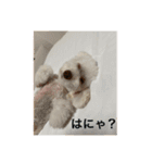 ぽったんの日常（個別スタンプ：40）