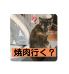 ねこのカワウソちゃん pt2（個別スタンプ：3）