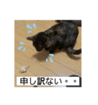 ねこのカワウソちゃん pt2（個別スタンプ：5）