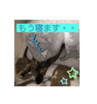 ねこのカワウソちゃん pt2（個別スタンプ：7）