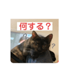 ねこのカワウソちゃん pt2（個別スタンプ：8）