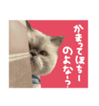 えぐいかわいい猫ちゃん ルナとヨリ（個別スタンプ：1）