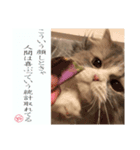 えぐいかわいい猫ちゃん ルナとヨリ（個別スタンプ：3）