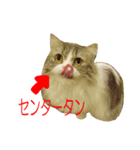 えぐいかわいい猫ちゃん ルナとヨリ（個別スタンプ：4）