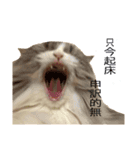 えぐいかわいい猫ちゃん ルナとヨリ（個別スタンプ：8）
