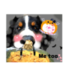 【英語版】可愛い超大型犬ハロウィン X'mas（個別スタンプ：3）