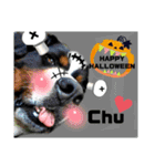 【英語版】可愛い超大型犬ハロウィン X'mas（個別スタンプ：4）