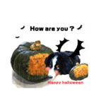 【英語版】可愛い超大型犬ハロウィン X'mas（個別スタンプ：9）