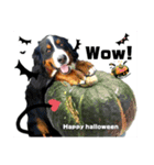 【英語版】可愛い超大型犬ハロウィン X'mas（個別スタンプ：13）